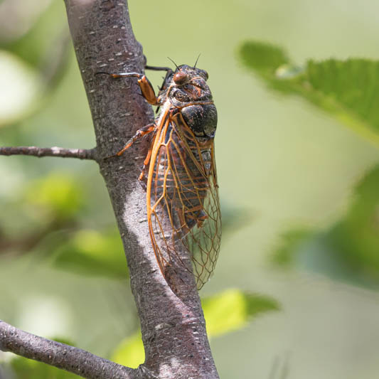 Tibicina haematodes (Red Cicada).jpg